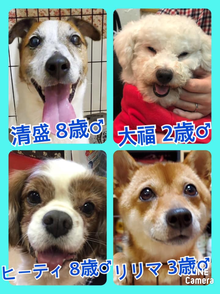 🐾今日の里親様募集中ワンコ🐶メンバーです🐾2020,12,6